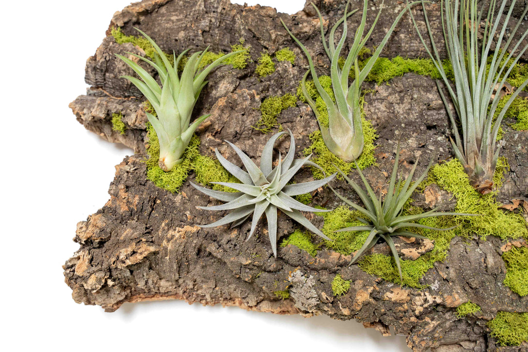 how to attach air plants to cork bark Wholesale - Fully Assembled Air Plant Cork Bark Displays