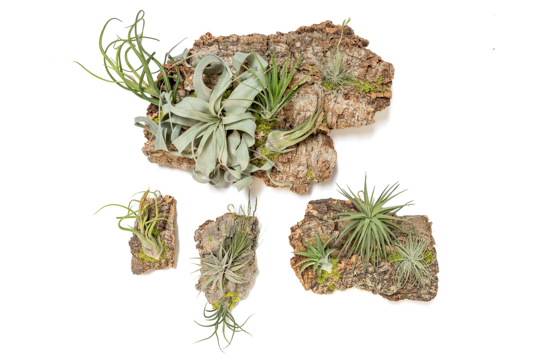 Wholesale -  Fully Assembled Air Plant Cork Bark Displays - Chunk