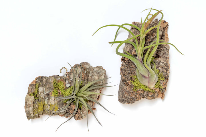 Wholesale -  Fully Assembled Air Plant Cork Bark Displays - Chunk