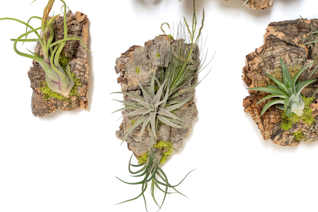 air plant cork Fully Assembled Air Plant Cork Bark Displays