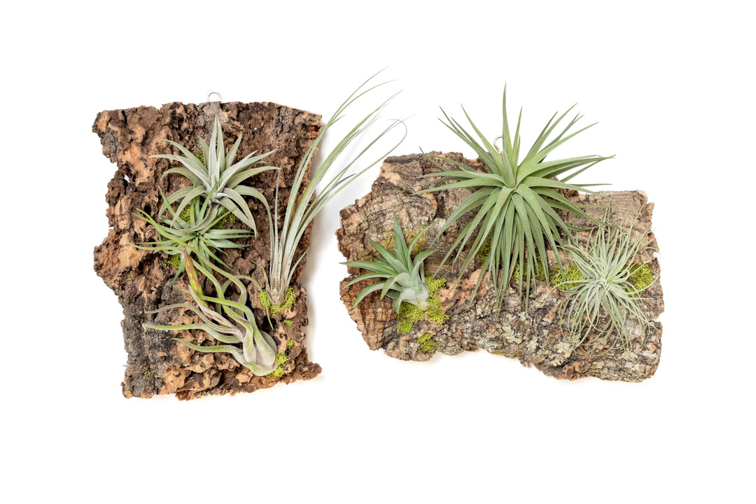 two large cork bark displays with assorted tillandsia air plants