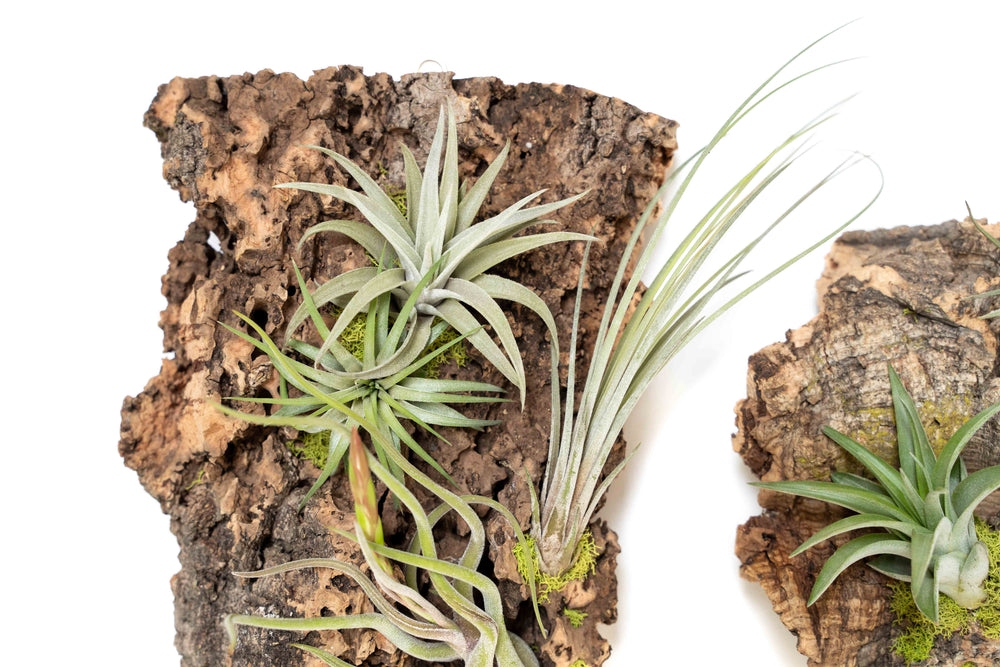 close up of assorted tillandsia air plants on cork bark displays