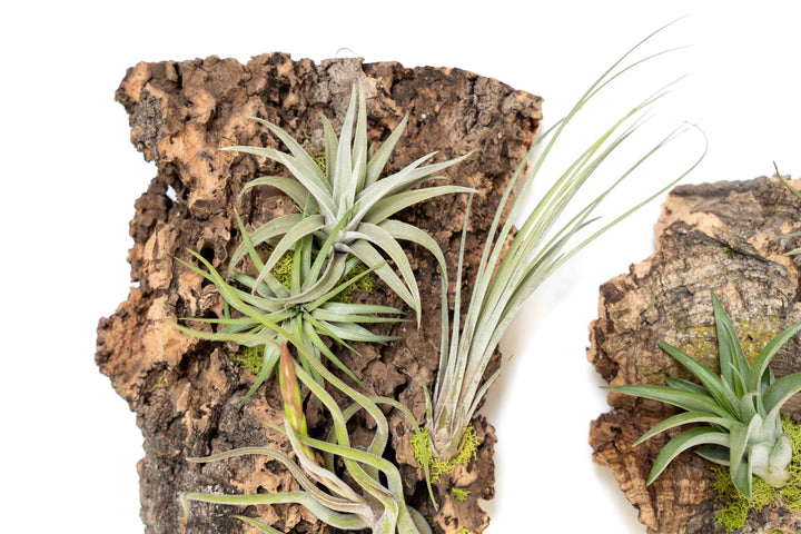 close up of assorted tillandsia air plants on cork bark displays