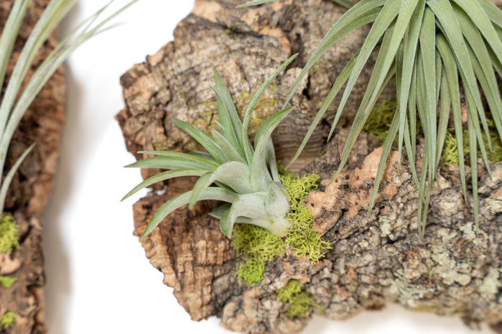 close up of tillandsia abdita air plant on cork bark display