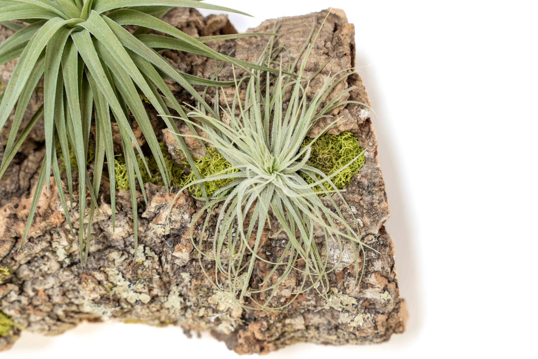 Cork Bark with assorted tillandsia air plants