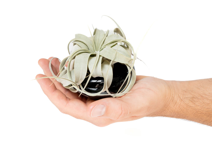hand holding black glazed terracotta plant dish with mini tillandsia xerographica air plant