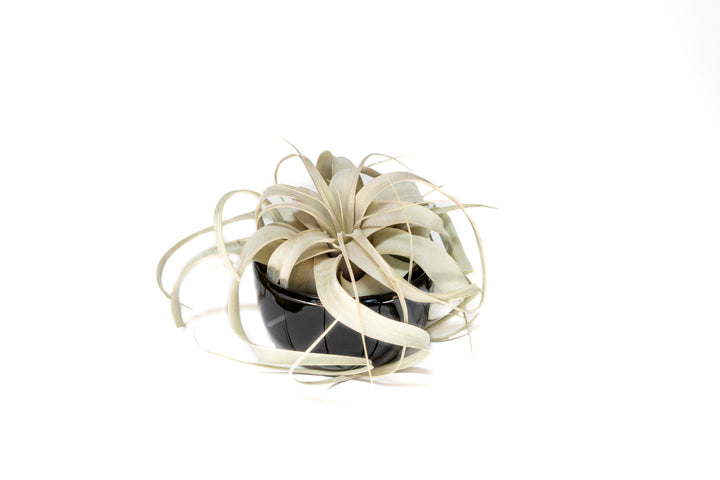 black glazed terracotta pot with tillandsia xerographica air plant