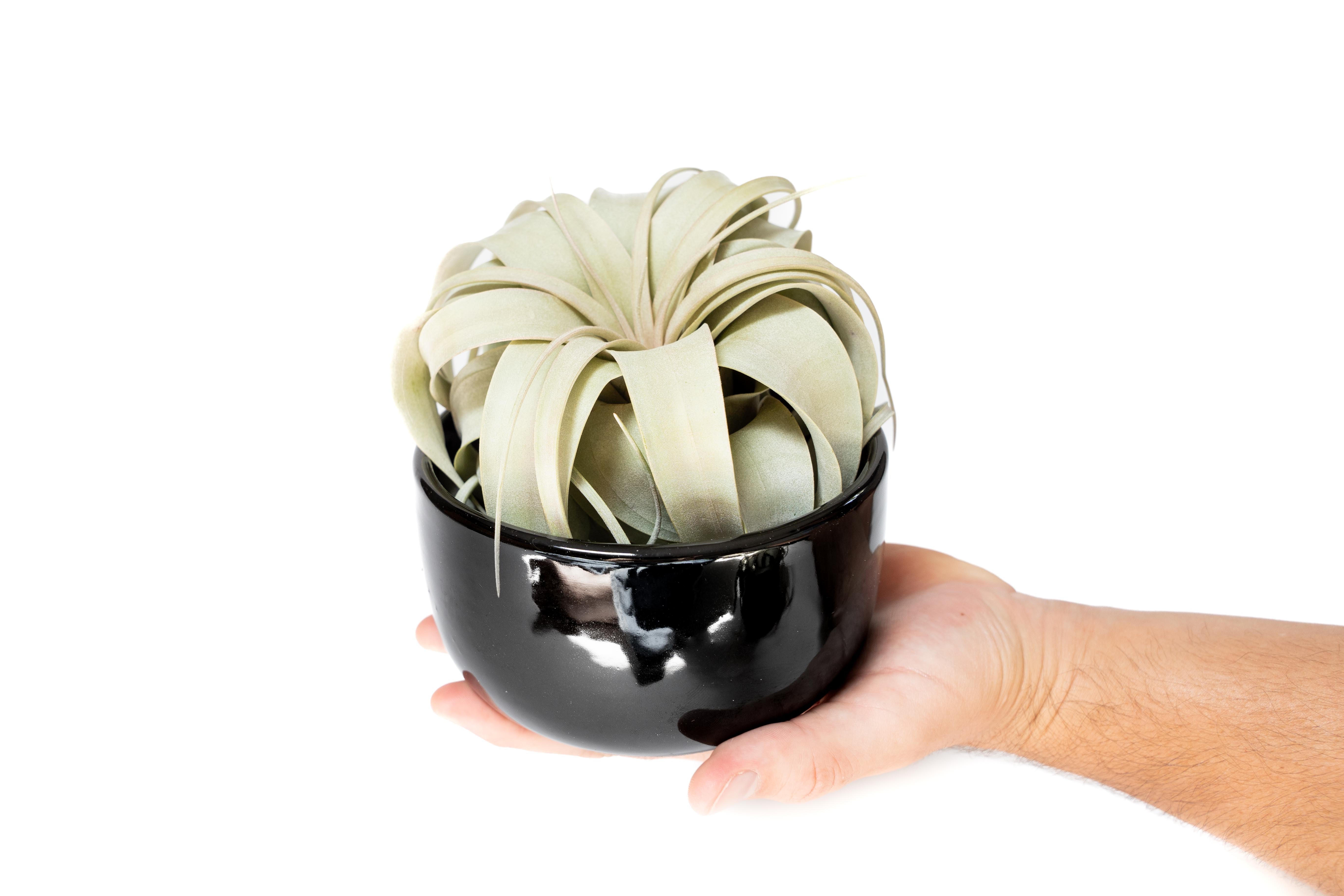 Black Glazed Terracotta Pot with Tillandsia Xerographica Air