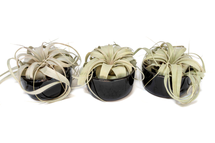 three black glazed terracotta pots with tillandsia xerographica air plants
