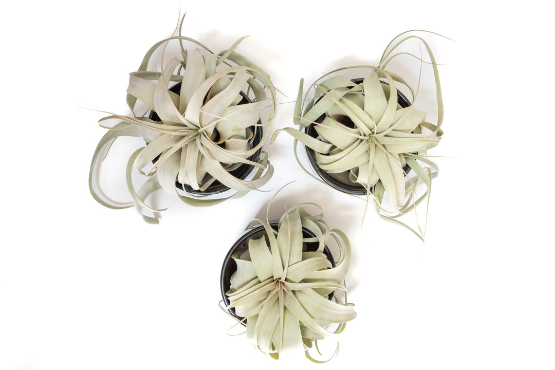 three black glazed terracotta pots with tillandsia xerographica air plants