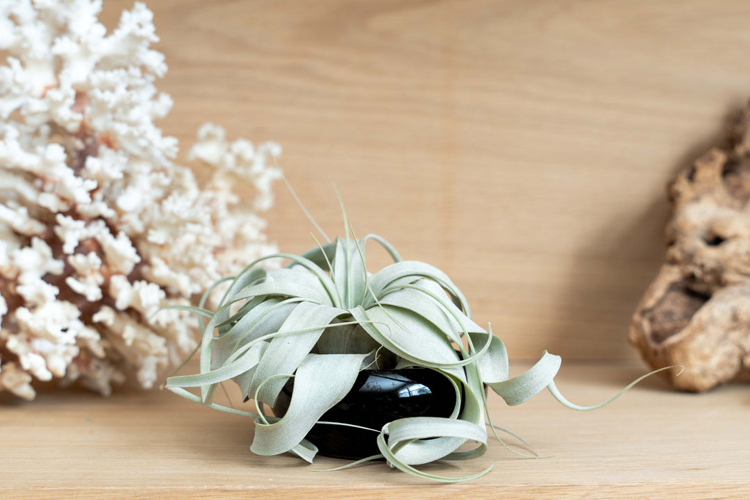 xerographica air plants Air Plant Miniature Dish Garden With Tillandsia Seedling Xerographica