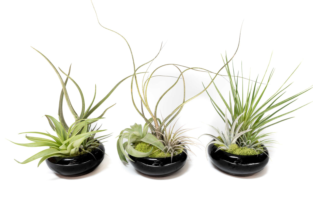 Wholesale - Case Pricing with Free Shipping / Miniature Black Glazed Tillandsia Air Plant Dish (96 per Case)