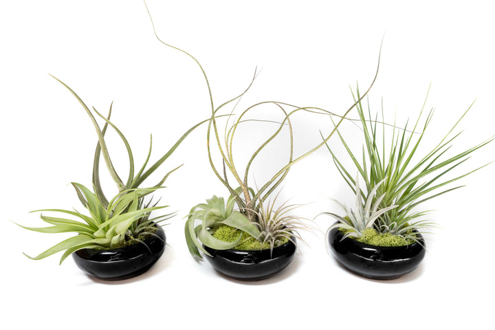 Wholesale - Case Pricing with Free Shipping / Miniature Black Glazed Tillandsia Air Plant Dish (96 per Case)