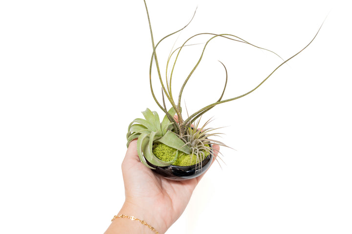 Wholesale - Case Pricing with Free Shipping / Miniature Black Glazed Tillandsia Air Plant Dish (96 per Case)