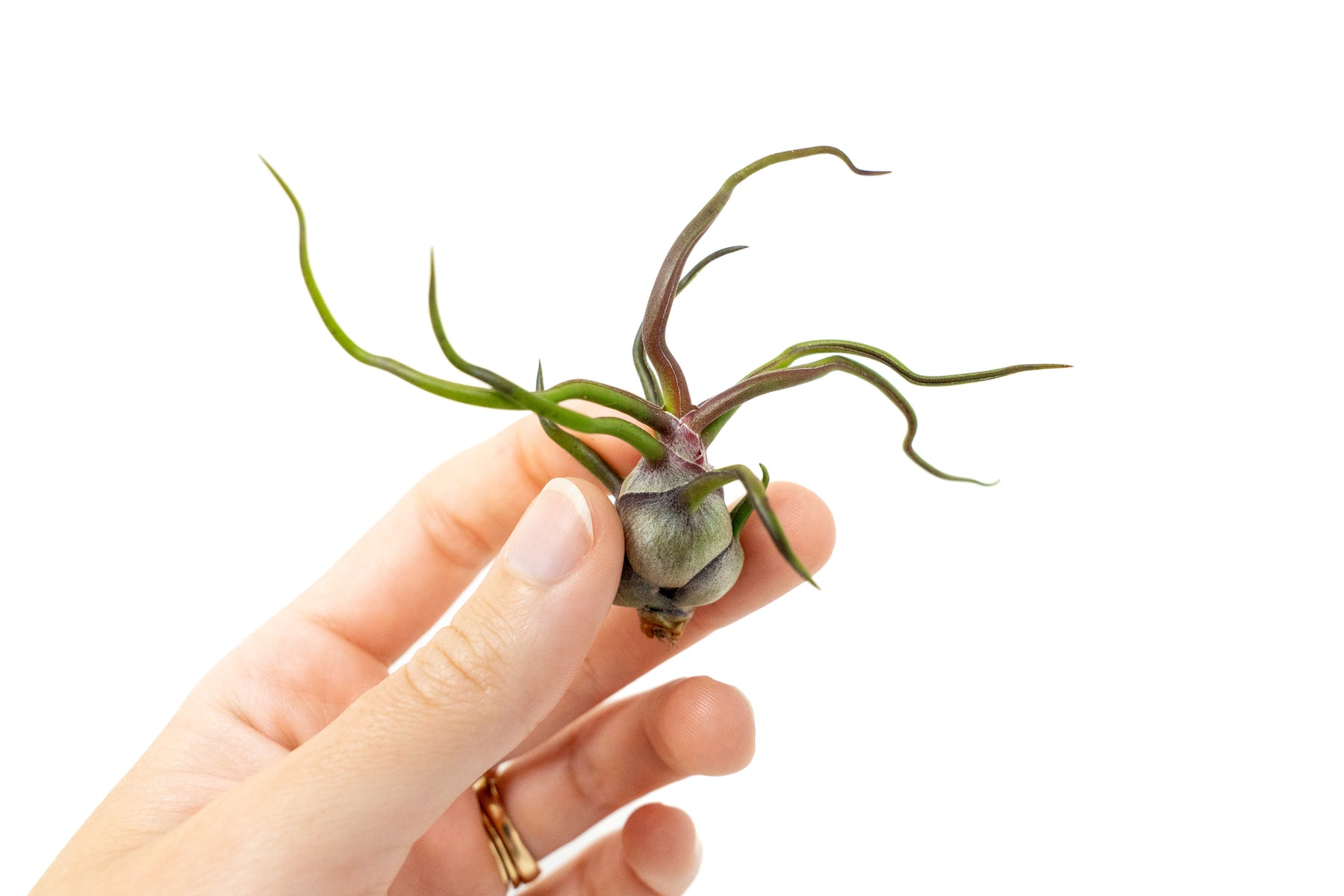 bulbosa air plant care Wholesale