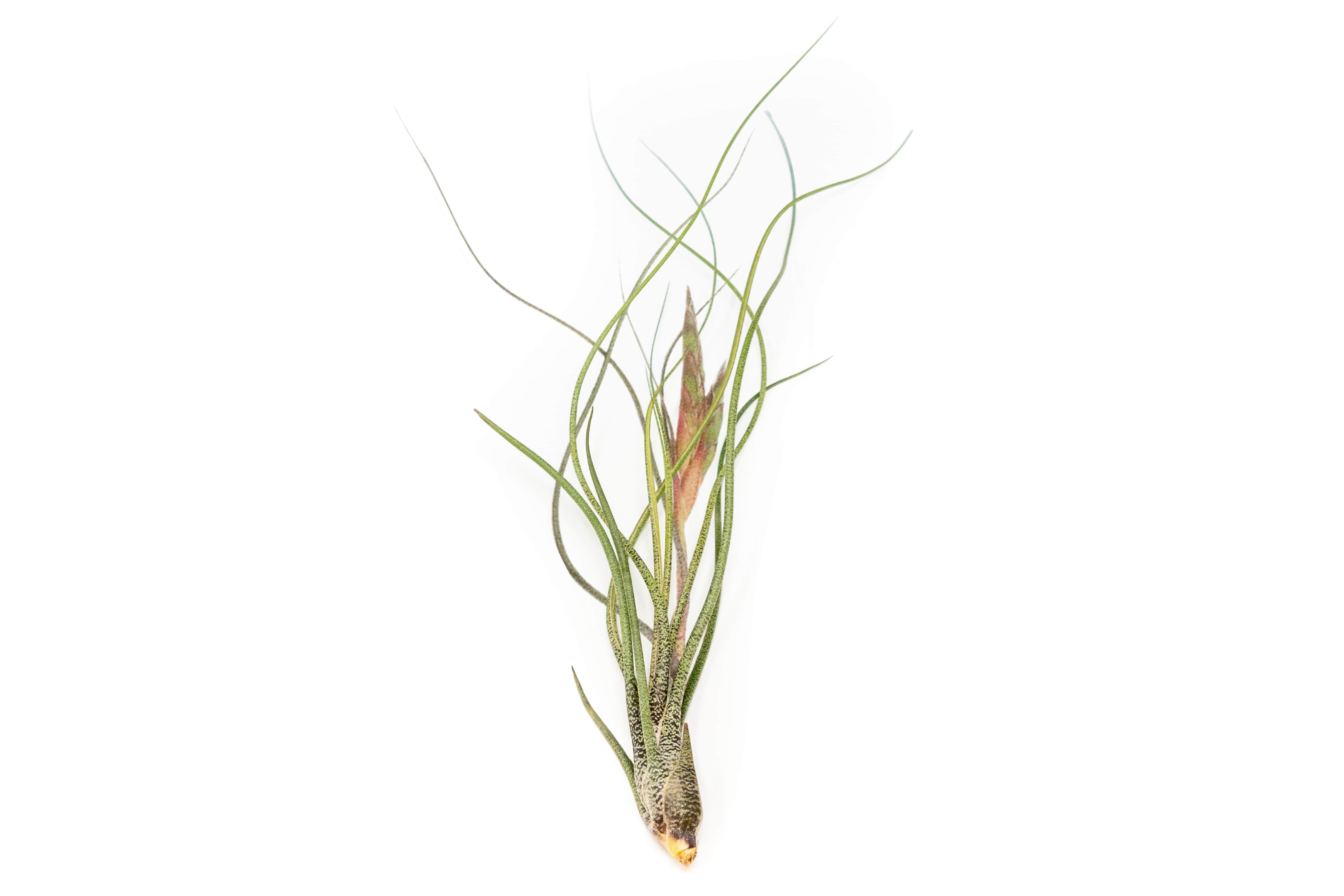 Large Tillandsia Butzii Air Plants - Thumbnail 2