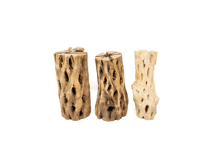Natural Cholla Wood Container - 6 Inches Tall
