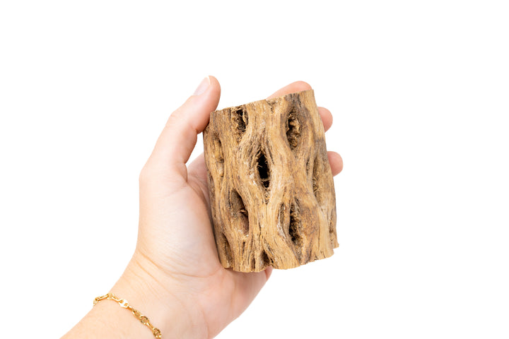 Natural Cholla Wood Container - 3 Inches Tall