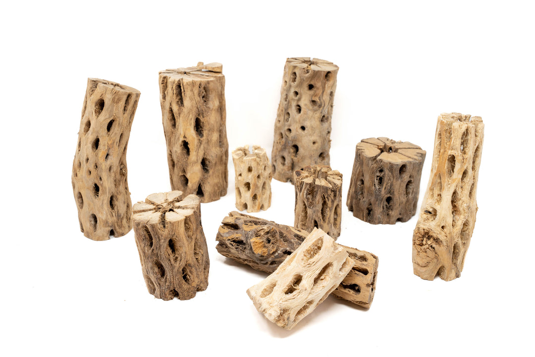 Wholesale - Natural Cholla Wood Container - 3 Inches Tall