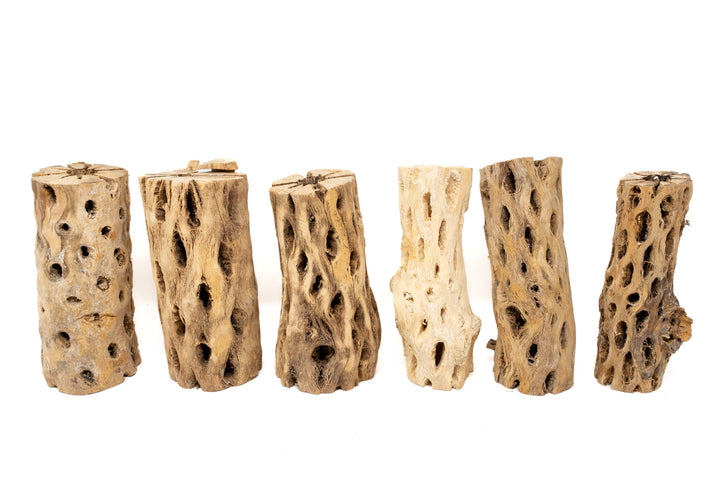 Natural Cholla Wood Container - 6 Inches Tall