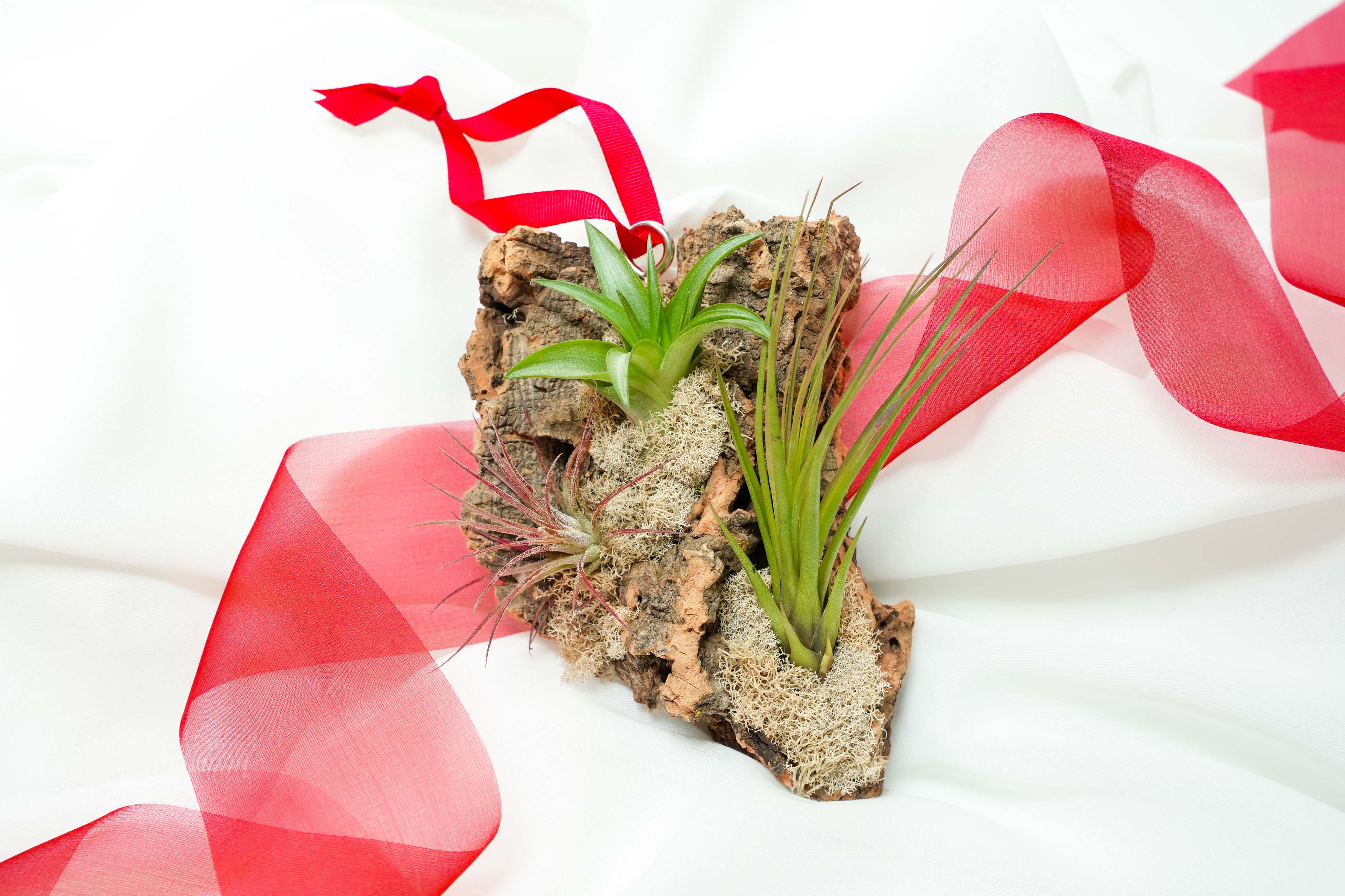 Tillandsia Air plants on a piece of Cork Bark with a red ribbon on a white background