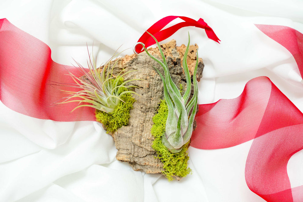 Tillandsia Air plants on a piece of Cork Bark with a red ribbon on a white background