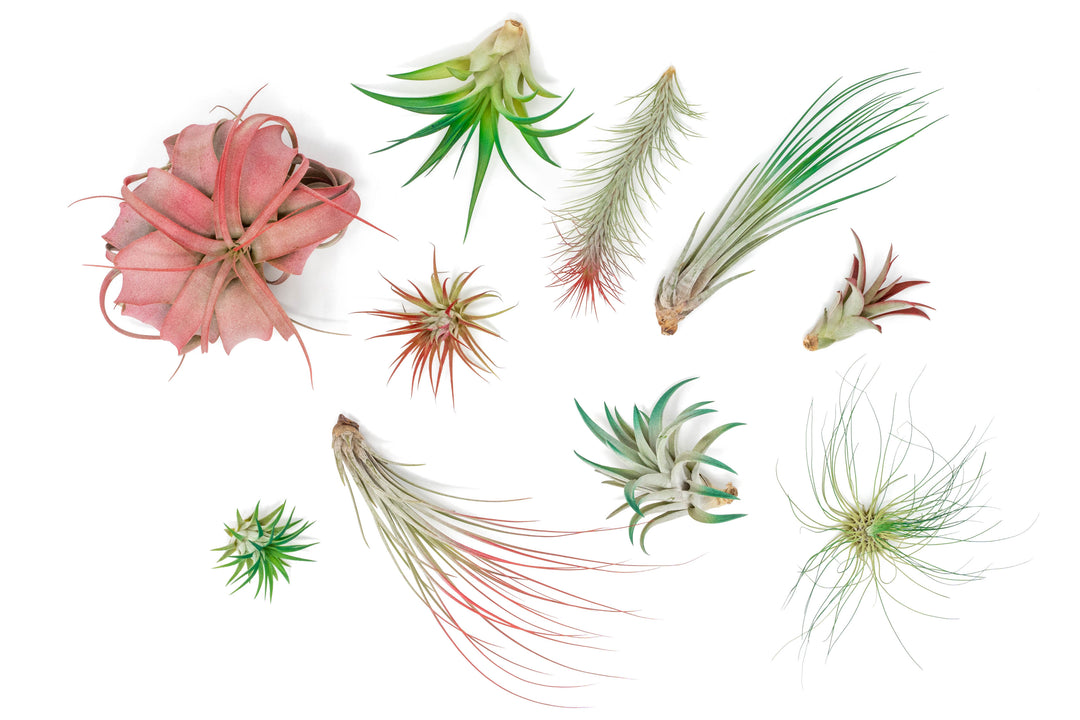 assorted tillandsia air plants painted red and green holiday colors