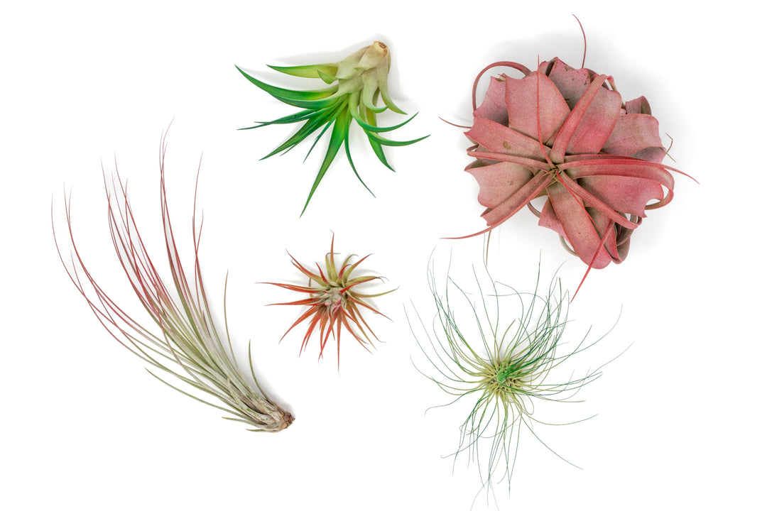tillandsia juncea, ionantha guatemala, abdita, argentea thin and xerographica air plants painted red and green
