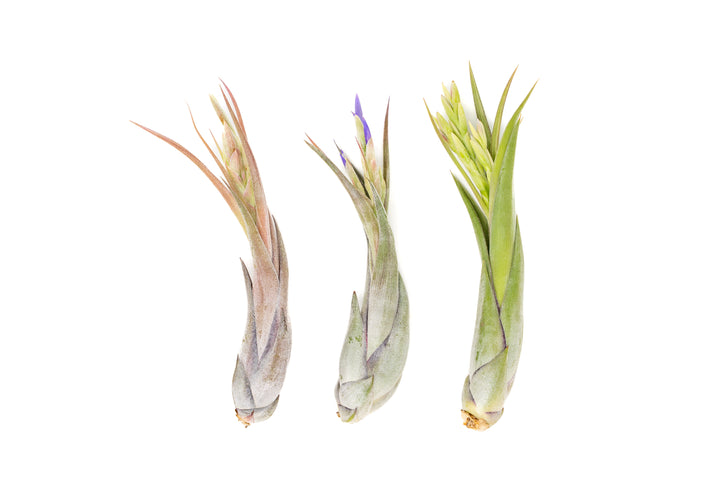 [In Bloom Now] SALE - Tillandsia Circinata 'Paucifolia' Air Plants - Set of 10 or  20 - 60% Off
