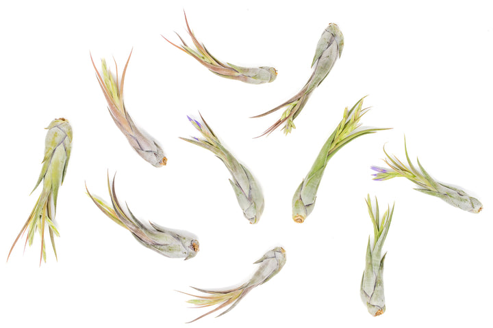 [In Bloom Now] SALE - Tillandsia Circinata 'Paucifolia' Air Plants - Set of 10 or  20 - 60% Off