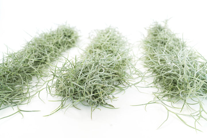 three large clumps of tillandsia colombia thick spanish moss air plants