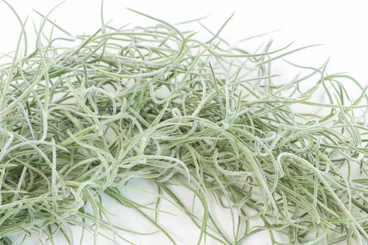 close up of tillandsia colombia thick spanish moss air plant