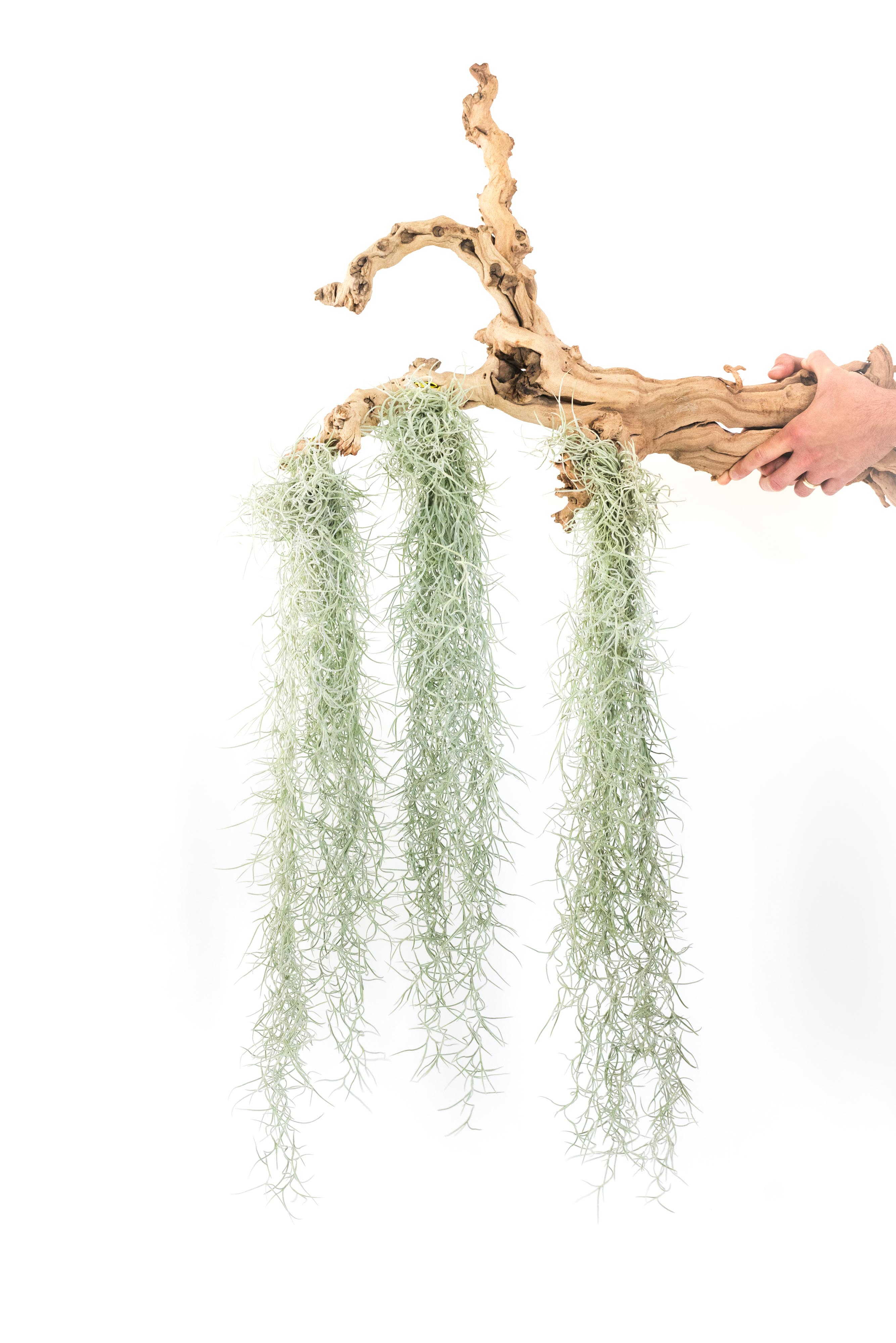 Colombia Thick Spanish Moss - Tillandsia Air Plants - Large Clumps