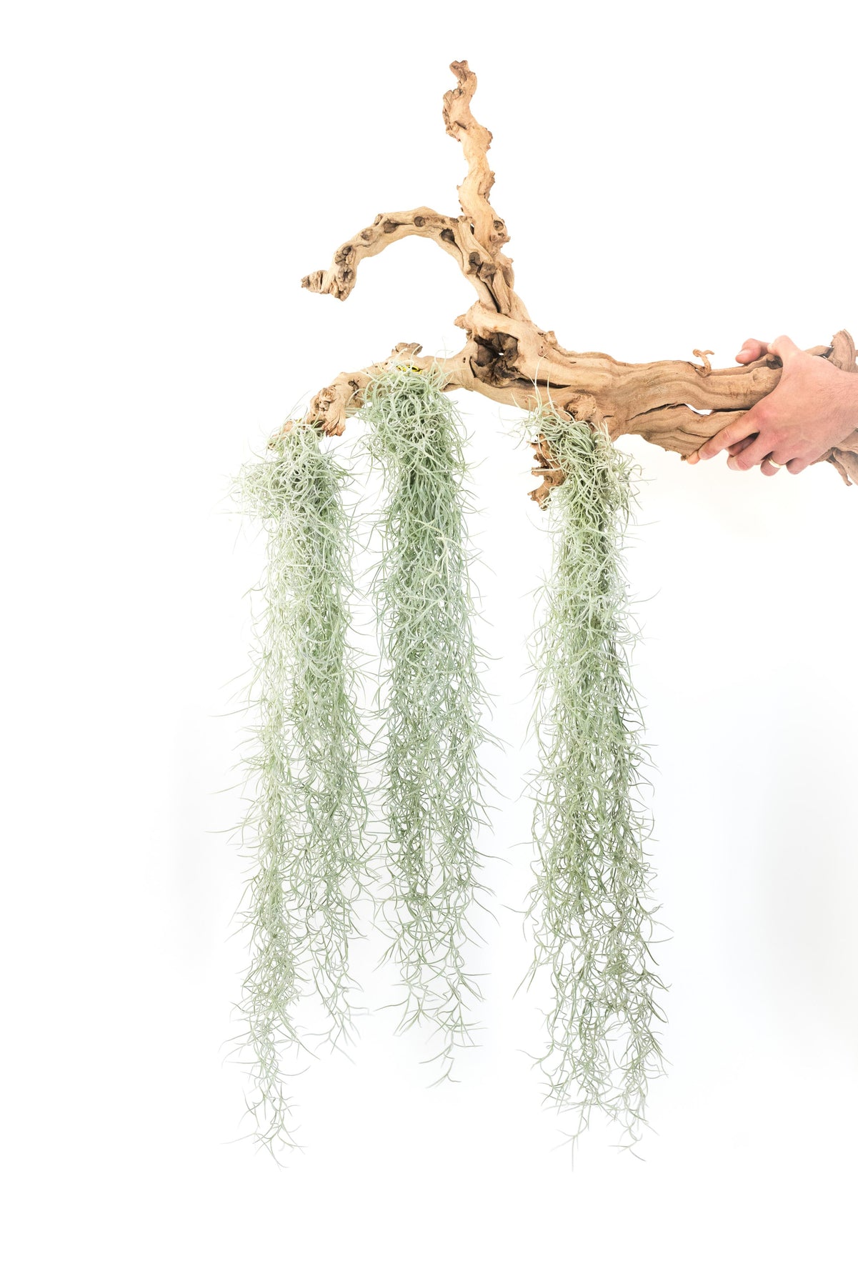 hanging moss plant Colombia Thick Spanish Moss - Tillandsia Usneoides