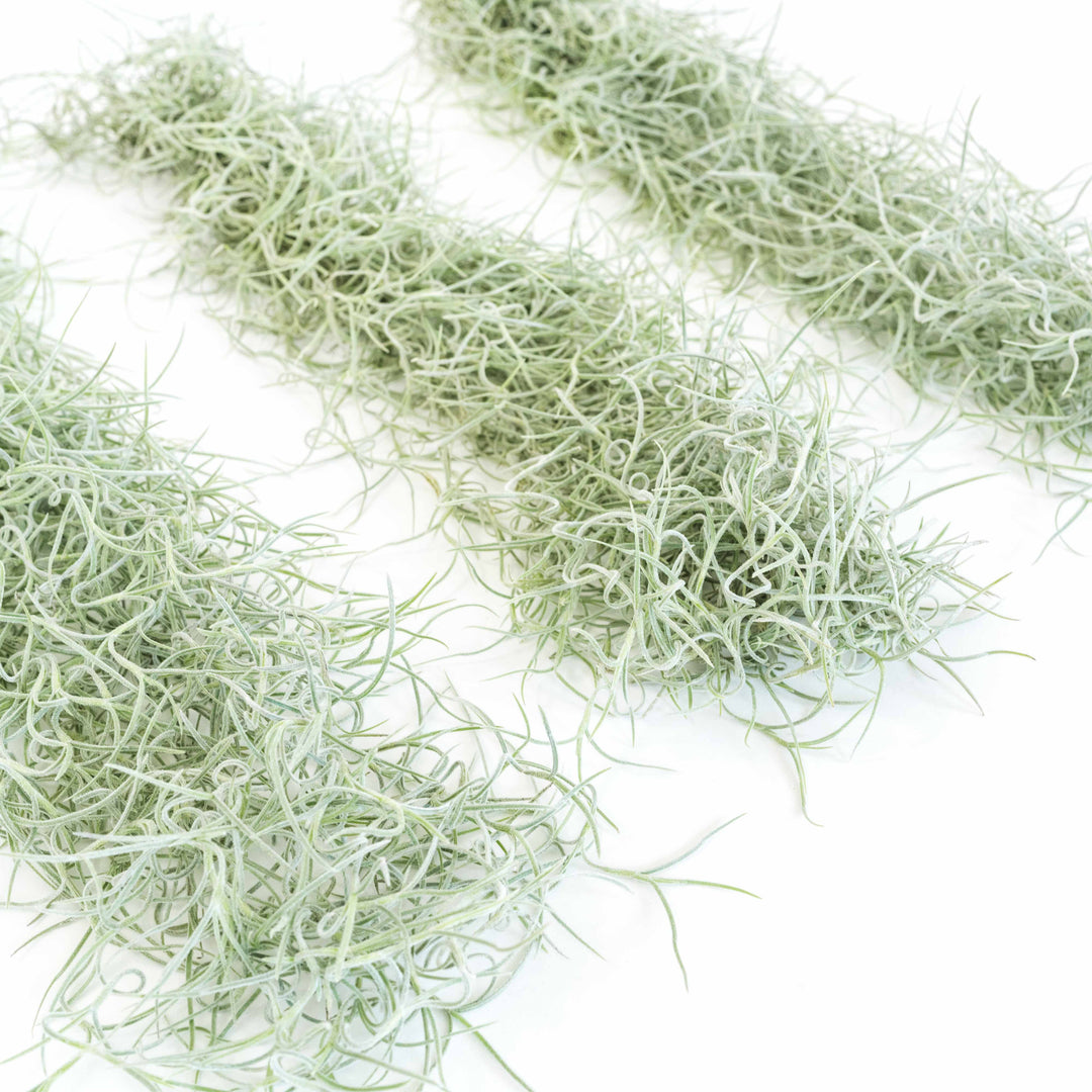 three large clumps of tillandsia colombia thick spanish moss air plants