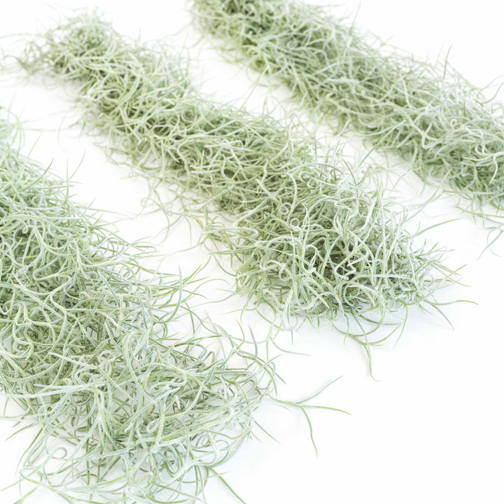 three large clumps of tillandsia colombia thick spanish moss air plants