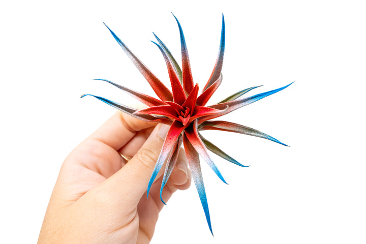 Patriotic Painted Tillandsia Air Plant