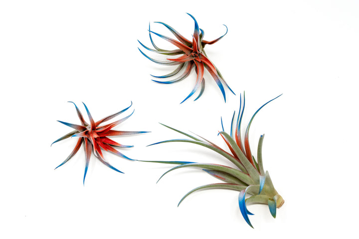 Patriotic Painted Tillandsia Air Plant