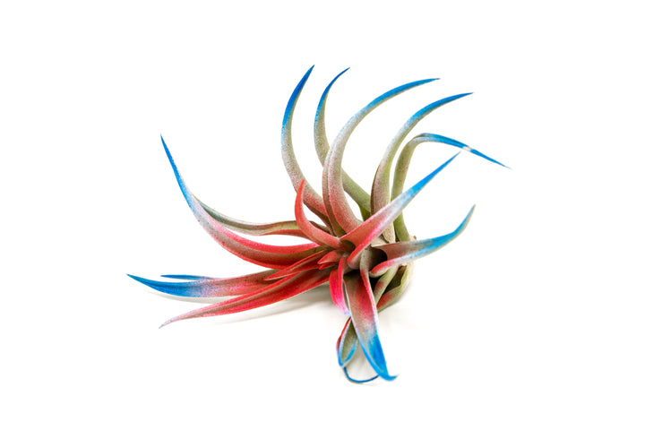 Patriotic Painted Tillandsia Air Plant