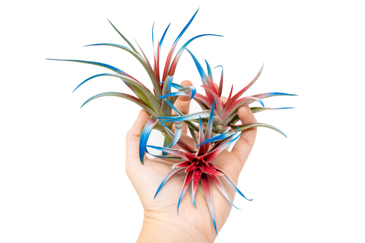 Patriotic Painted Tillandsia Air Plant