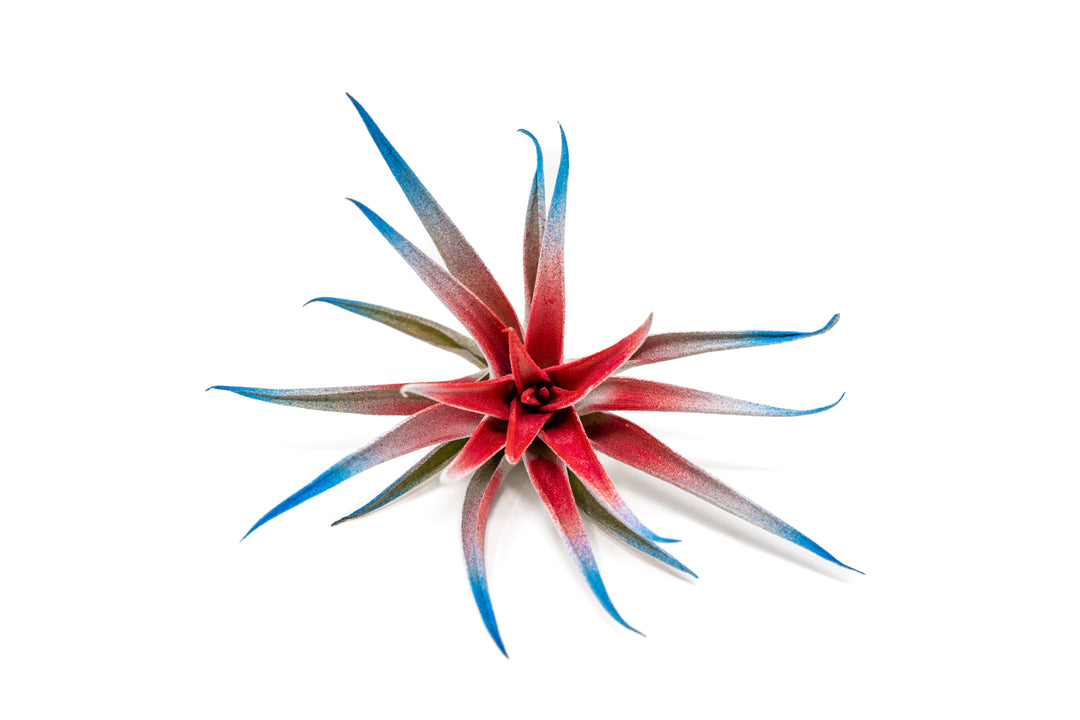 Patriotic Painted Tillandsia Air Plant