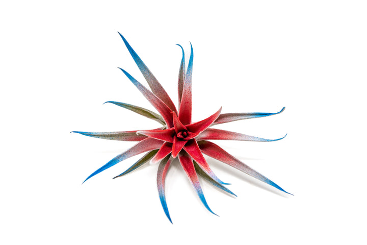 Patriotic Painted Tillandsia Air Plant