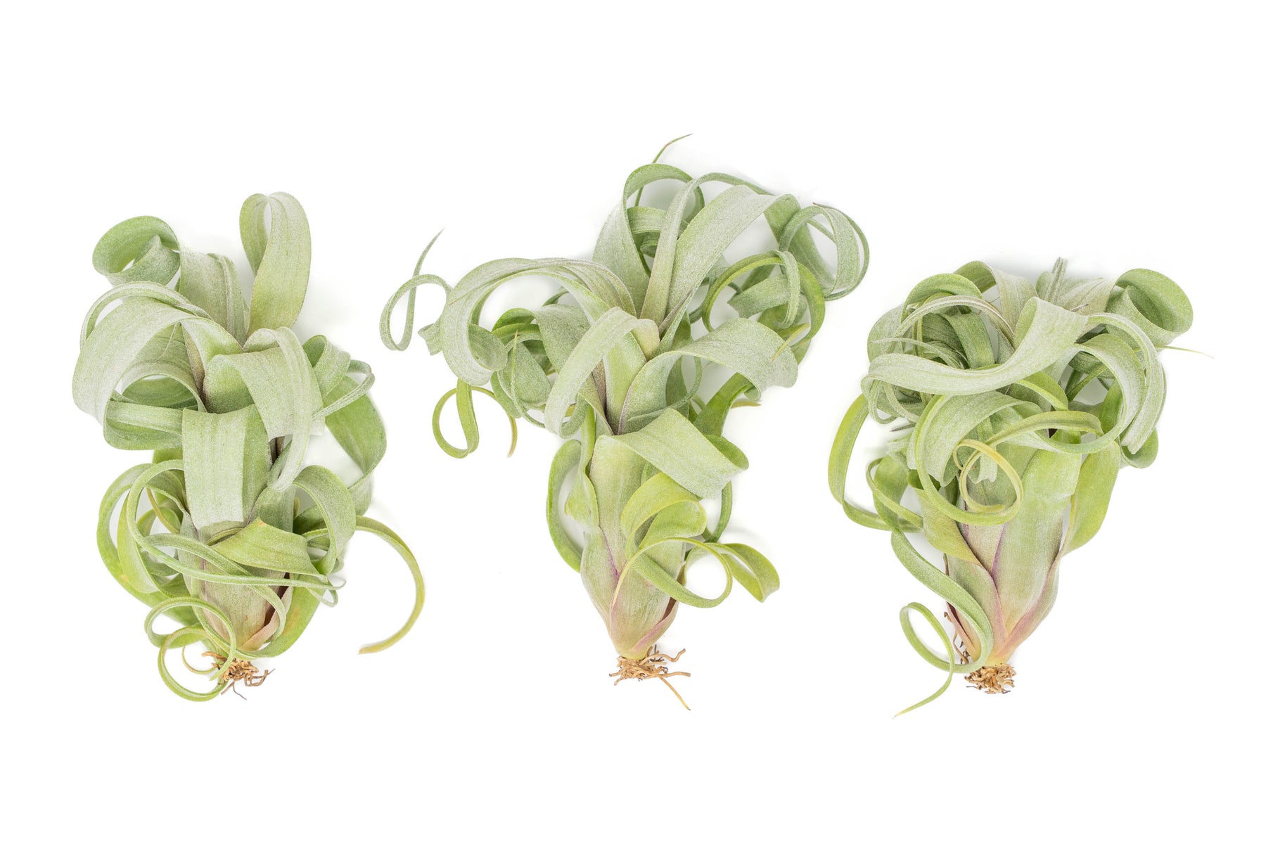 curly air plant Tillandsia Curly Slim (T. Intermedia x T. Streptophylla) Air Plant