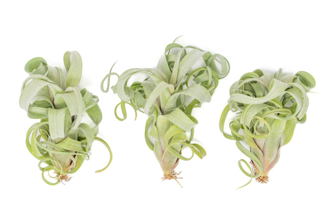 Wholesale - Tillandsia Curly Slim (T. Intermedia x T. Streptophylla) Air Plant
