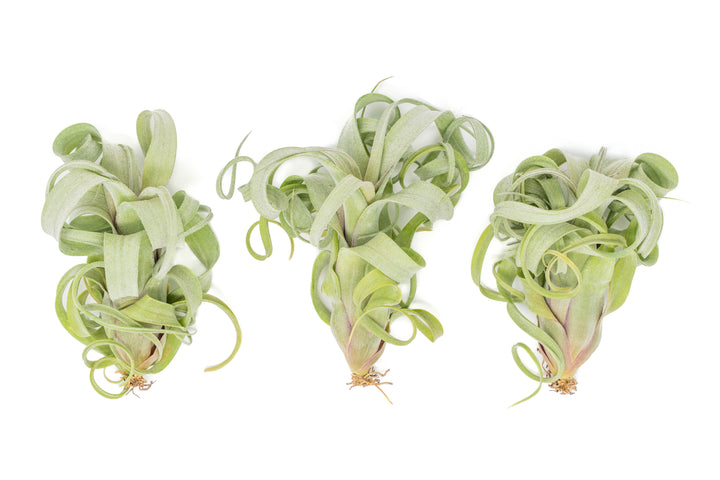 Wholesale - Tillandsia Curly Slim (T. Intermedia x T. Streptophylla) Air Plant