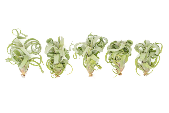 Wholesale - Tillandsia Curly Slim (T. Intermedia x T. Streptophylla) Air Plant