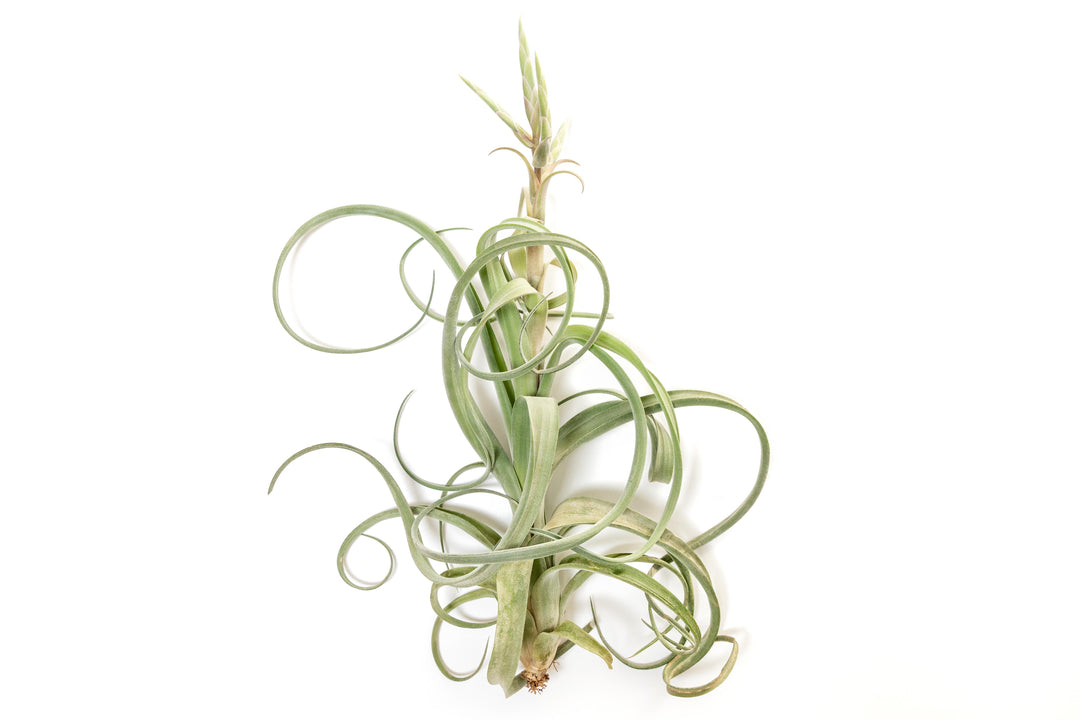 Wholesale - Tillandsia Curly Slim (T. Intermedia x T. Streptophylla) Air Plant - Large Variant