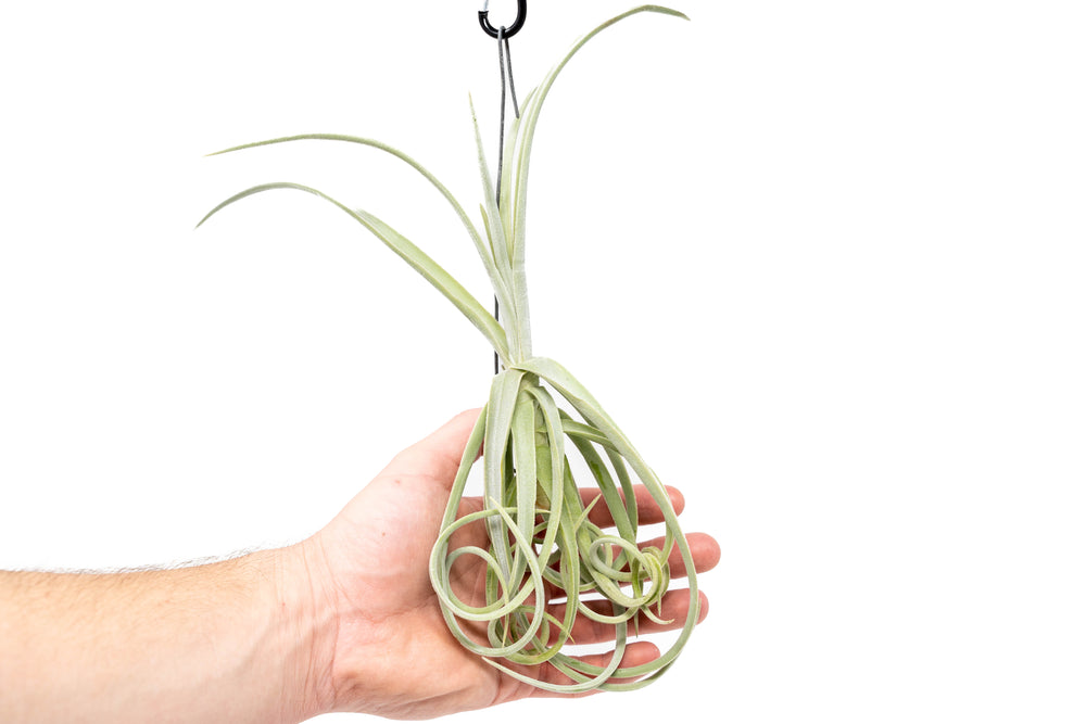 hand holding a small tillandsia duratii air plant