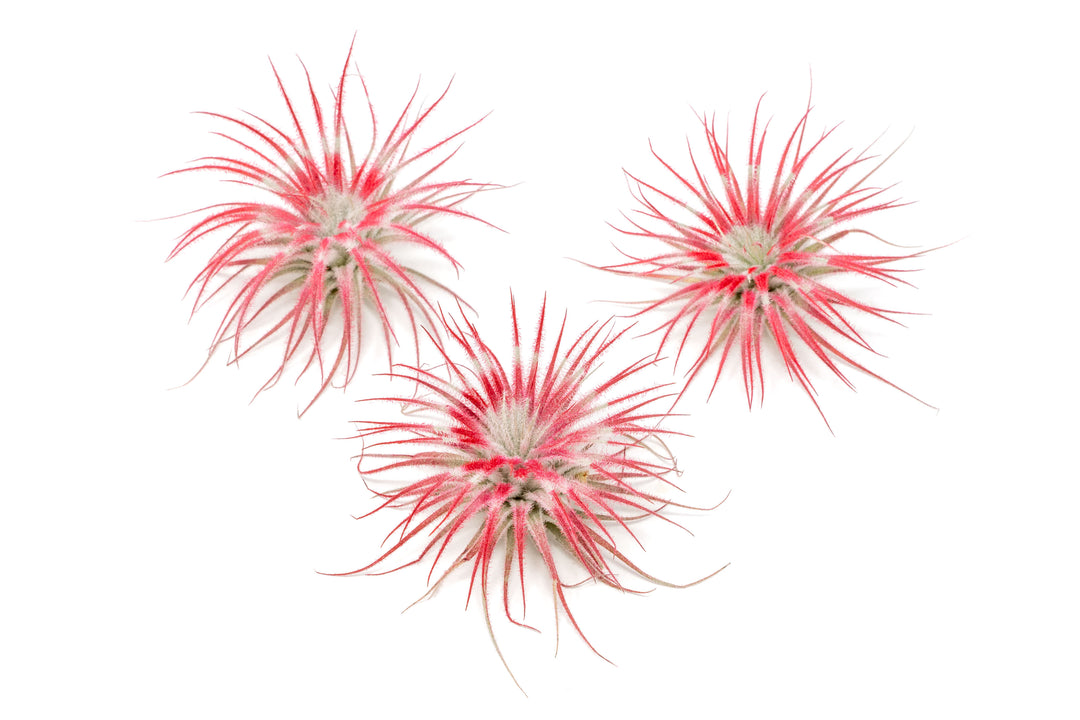 three peppermint inspired red painted tillandsia tectorum air plants