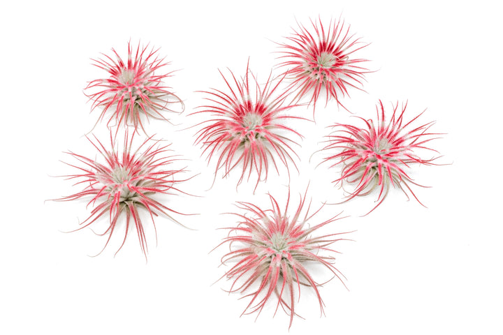 five peppermint inspired red painted tillandsia tectorum air plants